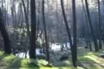 entre-pinos