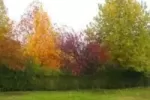 otoño