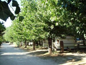 Camping Prados Abiertos Gredos zona arboleda 2